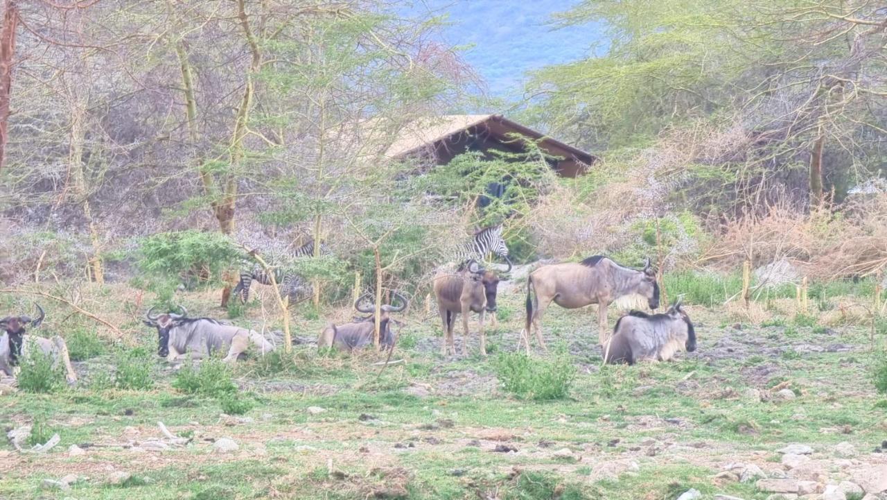 Africa Safari Lake Manyara Located Inside A Wildlife Park Mto wa Mbu Buitenkant foto