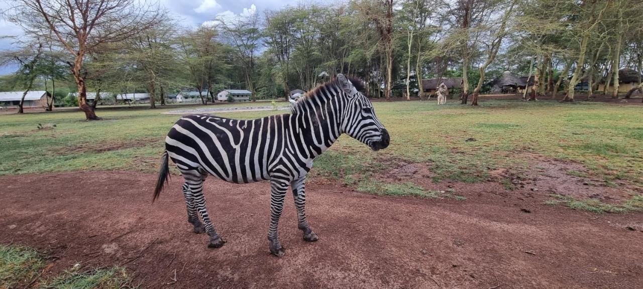 Africa Safari Lake Manyara Located Inside A Wildlife Park Mto wa Mbu Buitenkant foto